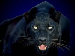 jaime bien cet panther...mingon